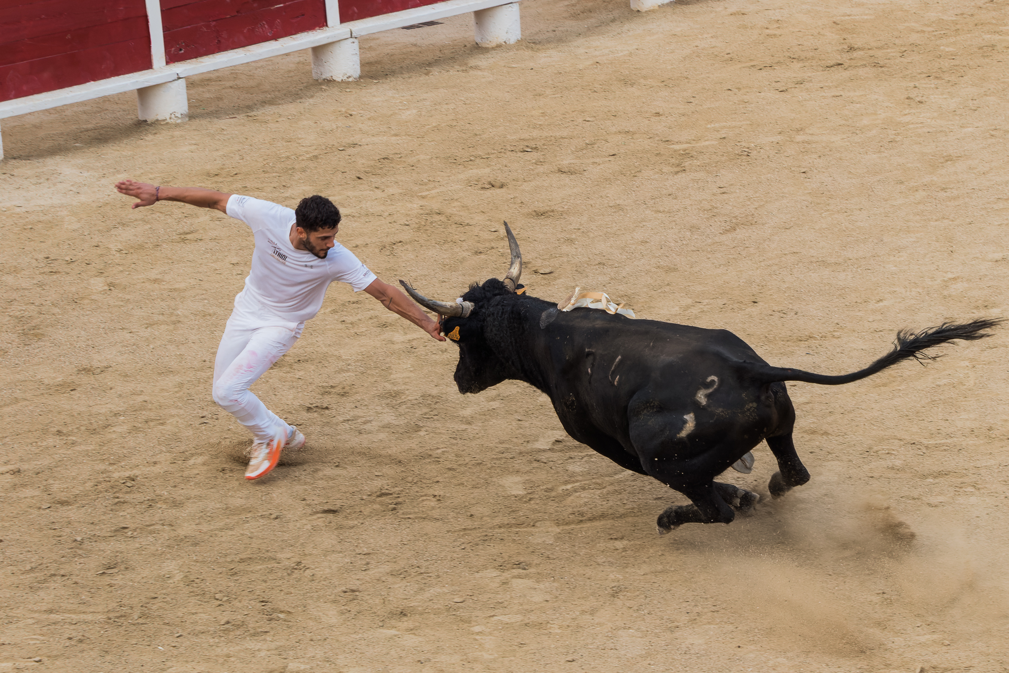 Lire la suite à propos de l’article Fiesta Camarguaise